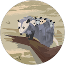 renee carriveau profile picture